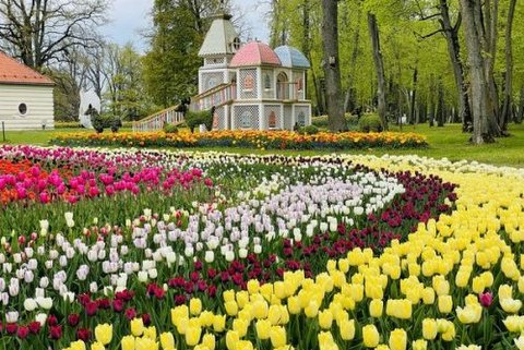 5.05. | Lietuvas TULPJU DĀRZI ... Pavasara ziedu festivāls PAKROJAS MUIŽĀ!